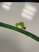 Chenille
