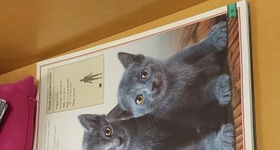 Le chat bleu russe