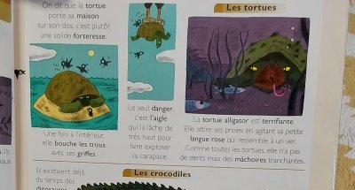 Crocodile