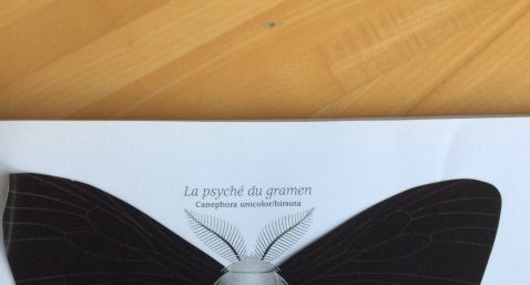 La psyché du gramen