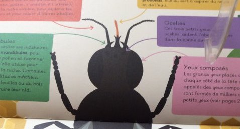 Abeilles