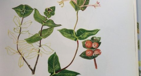 Chévrefeuille des baléares