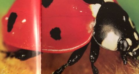 Coccinelle