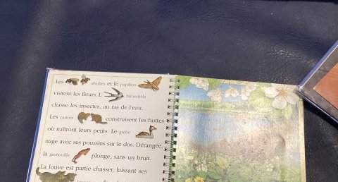 Abeilles