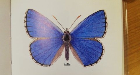 azuré bleu céleste, bel argus