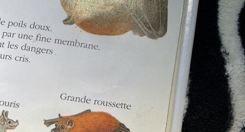 Grande roussette