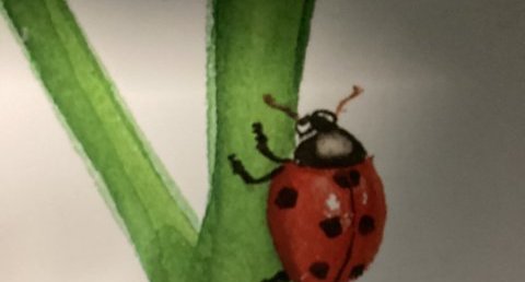 Coccinelle