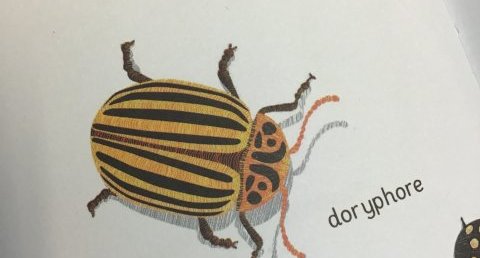 Doryphore