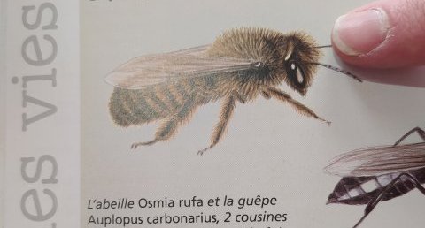 Abeille