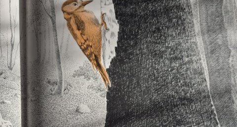 Pic épeiche