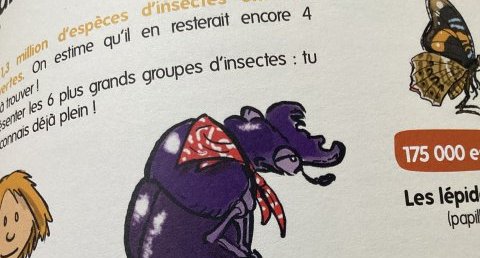 Coléoptères