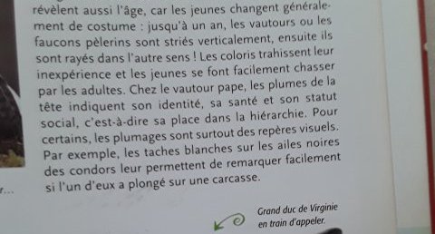 Grand duc de virginie