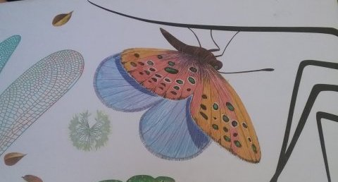Papillon