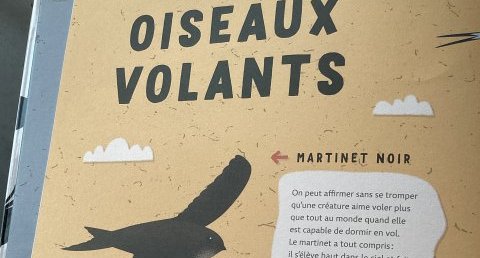 Martinet noir