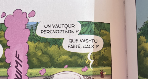 vautour percnoptére