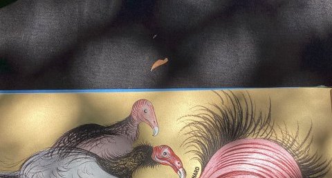 Urubu à tête rouge