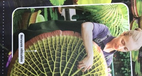 Nénuphar Victoria amazonica