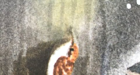 Moineau