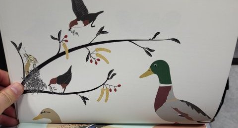 Canard