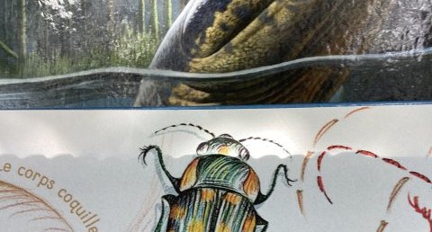 Coleoptere