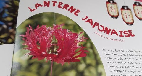Lanterne japonaise