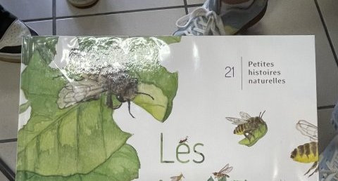 papillons