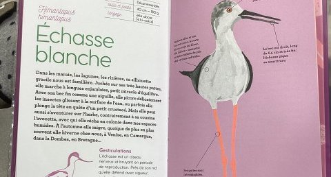Échasse blanche