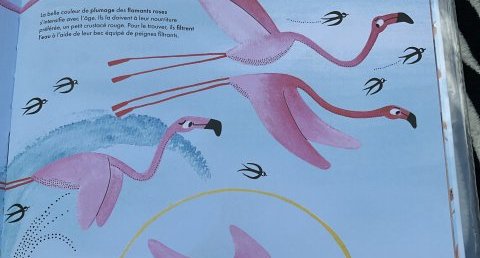 Flamant rose