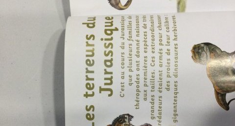 Faucon pélerin