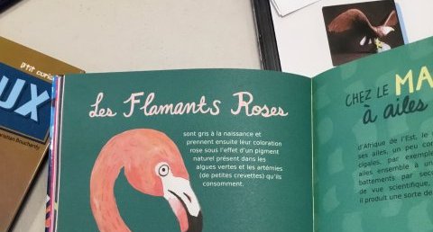 Flamant Rose