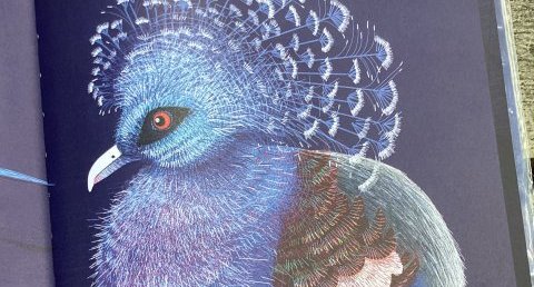 Pigeon couronné