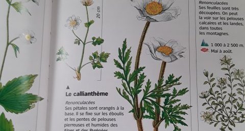 L'Anemone des Alpes