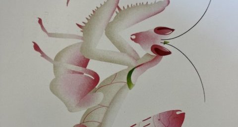 La mante orchidée