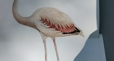 Flamants roses