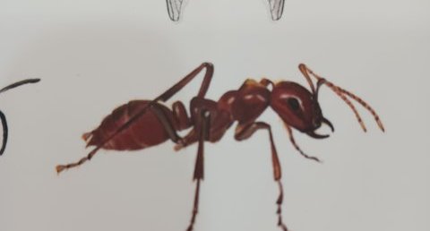 Fourmi esclavagiste