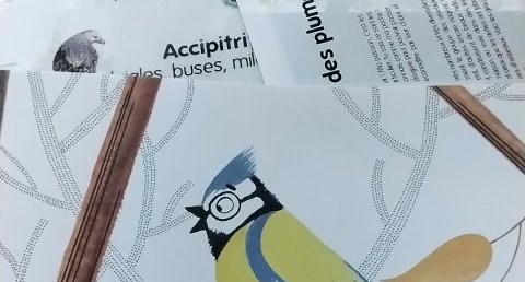 Passériformes