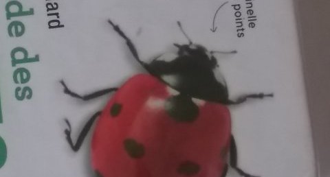 Coccinelle