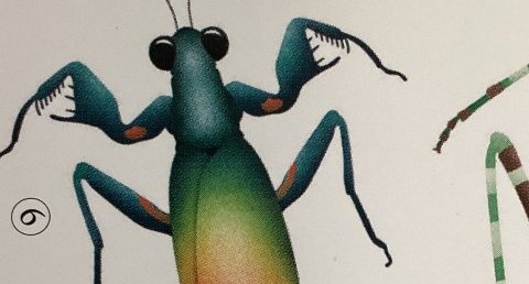 Metallyticus splendidus