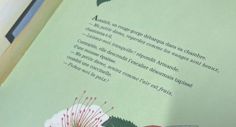 coccinelle