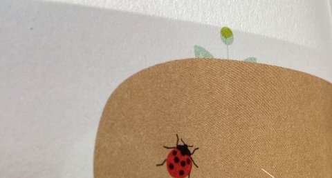 Coccinelle
