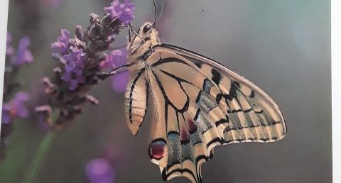 Papillon