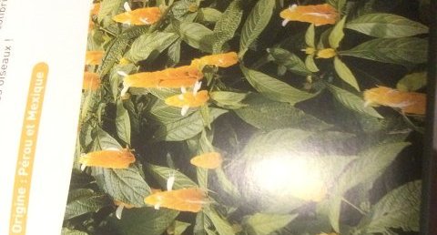 Pachystachys lutea
