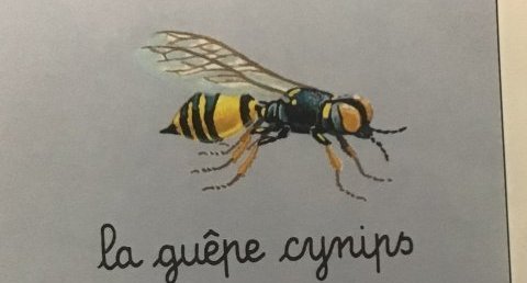 Guêpe cynips