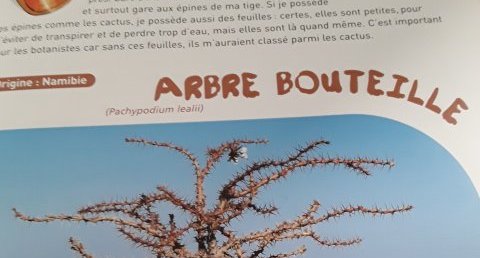 Arbre bouteille