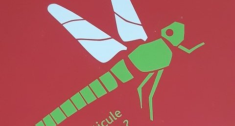 Libellule