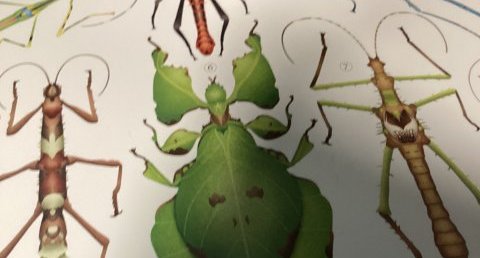 Phyllium giganteum