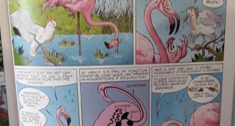 Flamant rose