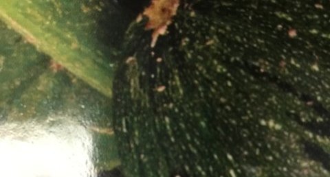Coccinelle