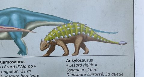 Ankylosaure