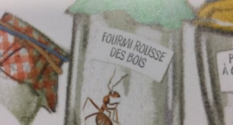 Fourmi rousse des bois